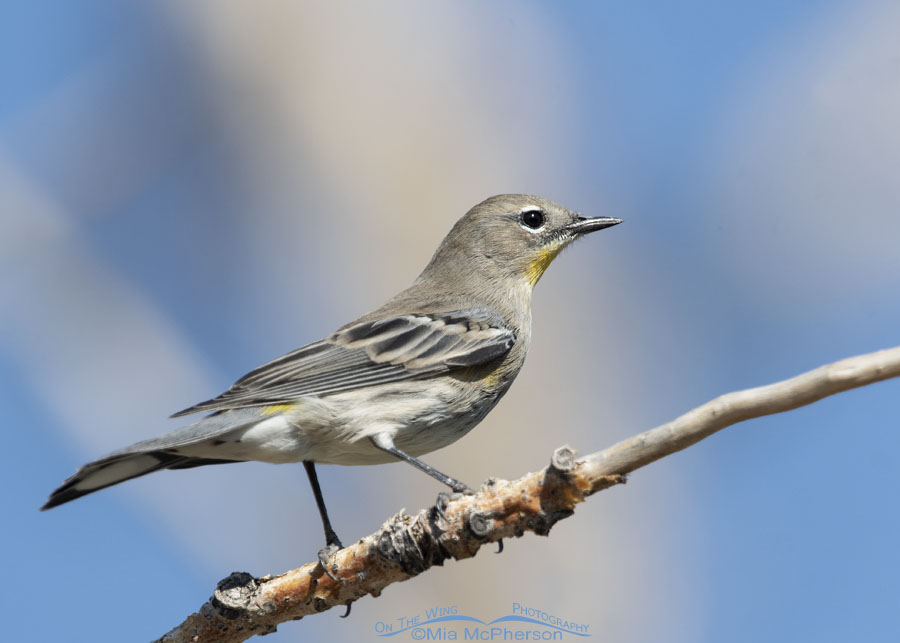Yellow-rumped Warbler perched high in a tree, Salt Lake County, Utah