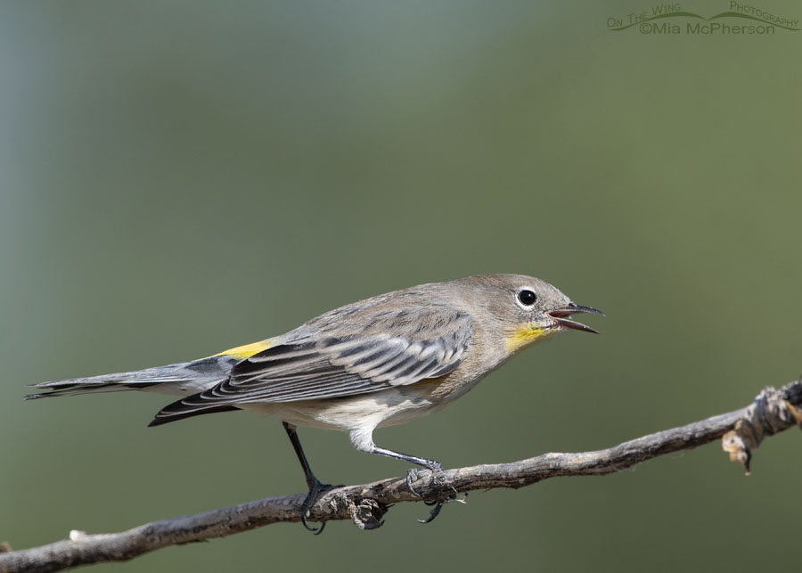 Yellow-rumped Warbler in a defensive posture, Salt Lake County, Utah
