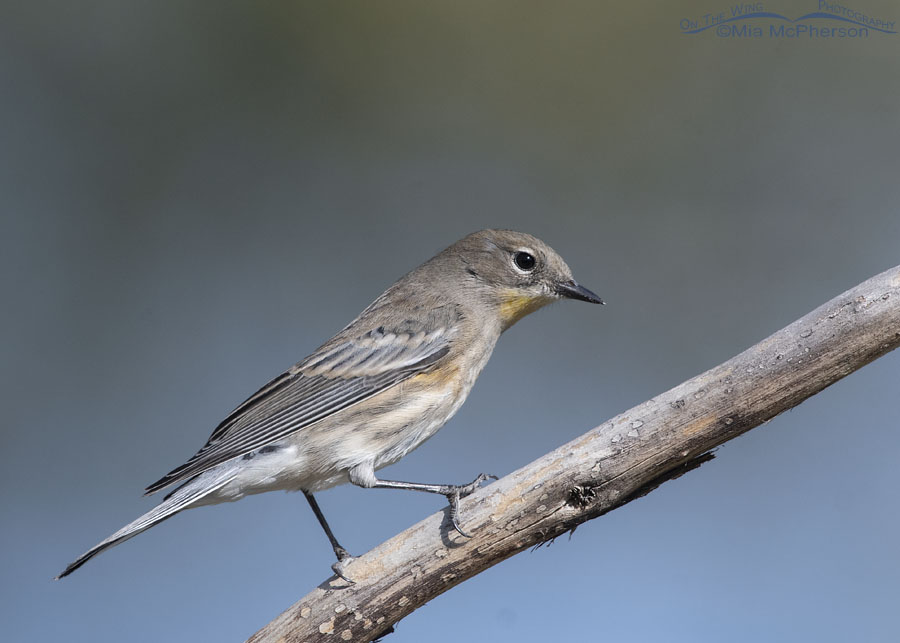 Yellow-rumped Warbler perched on a barkless tree branch, Salt Lake County, Utah