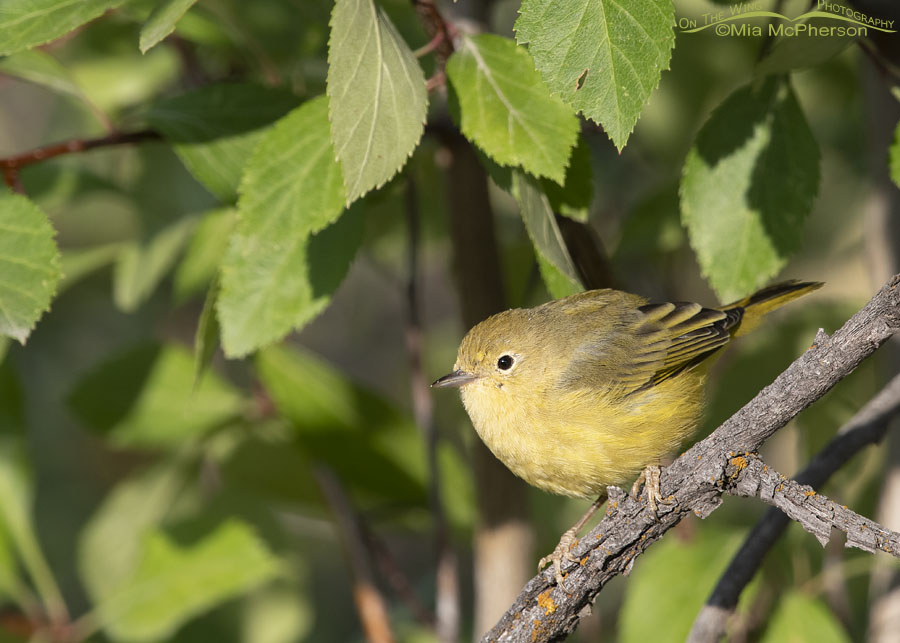 Yellow Warbler foraging in a hawthorn near a creek, Wasatch Mountains, East Canyon, Morgan County, Utah