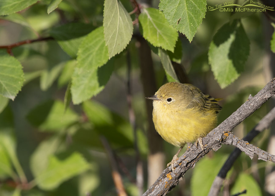 Yellow Warbler perched in front of a hawthorn, Wasatch Mountains, East Canyon, Morgan County, Utah