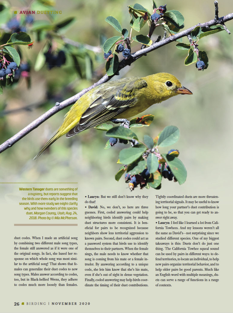Birding Magazine November 2020 - Page 26 Western Tanager