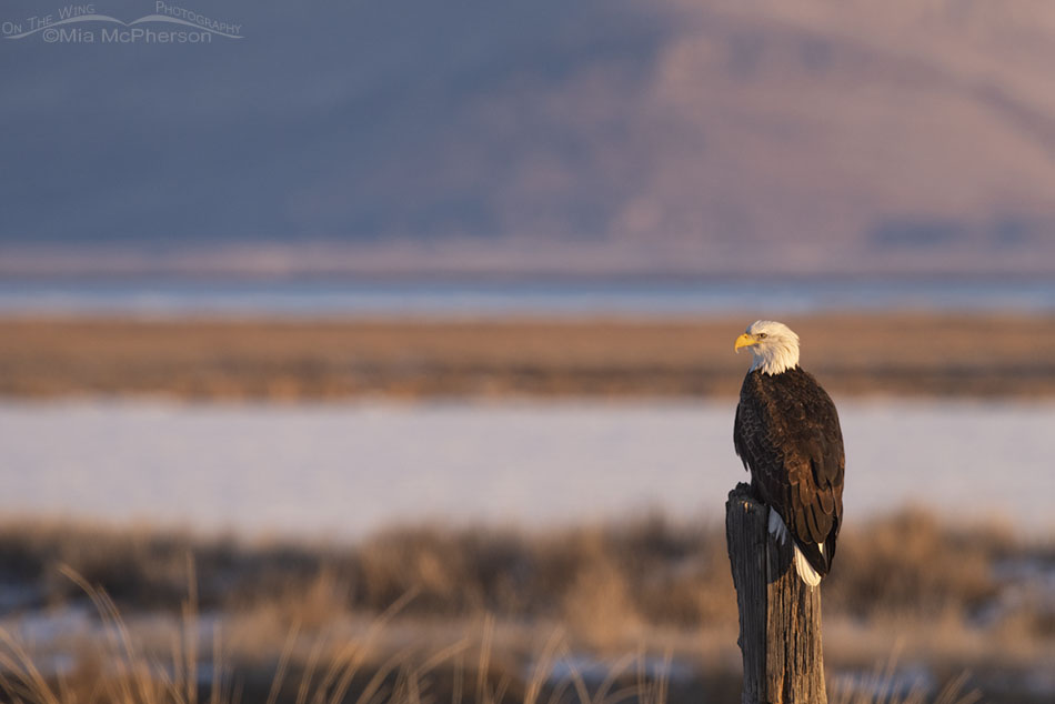 Bald Eagle in dawn light of a new year, Bear River Migratory Bird Refuge, Box Elder County, Utah