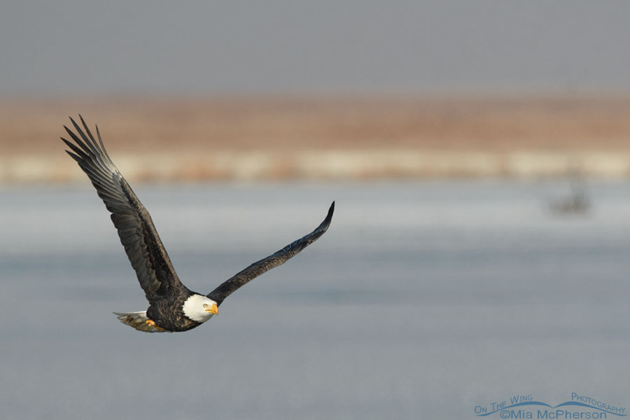 Adult Bald Eagle in flight over the frozen marsh at Farmington Bay WMA, Davis County, Utah