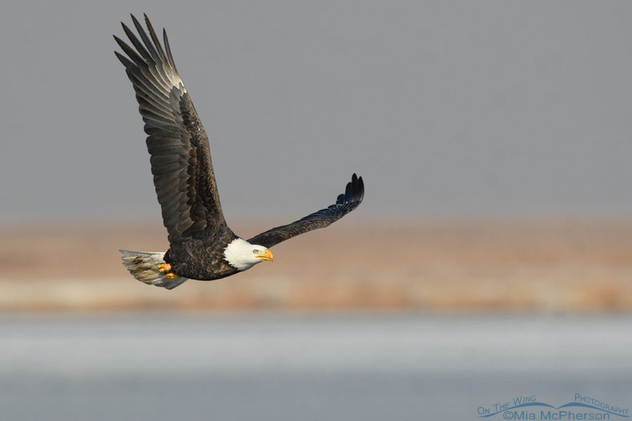 Adult Bald Eagle turning in flight, Farmington Bay WMA, Davis County, Utah