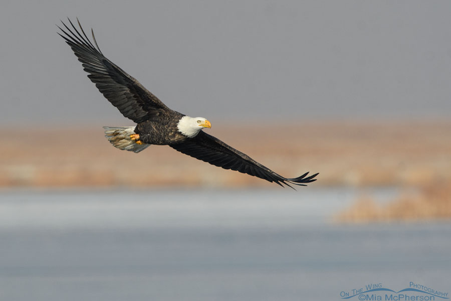 Adult Bald Eagle with its wings fully spread, Farmington Bay WMA, Davis County, Utah