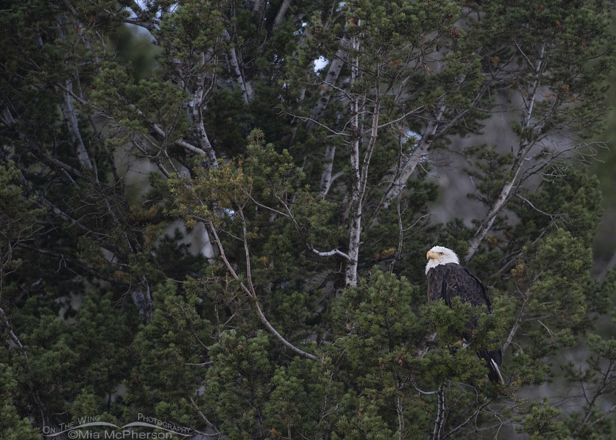 Bald Eagle adult at the edge of a forest, Centennial Valley, Beaverhead County, Montana