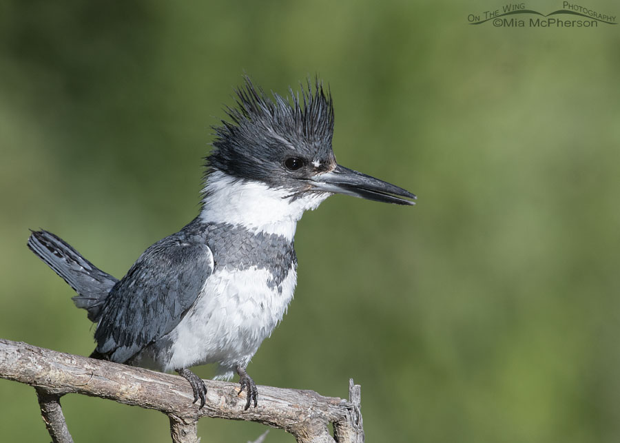 Perky and alert male Belted Kingfisher, Wasatch Mountains, Summit County, Utah