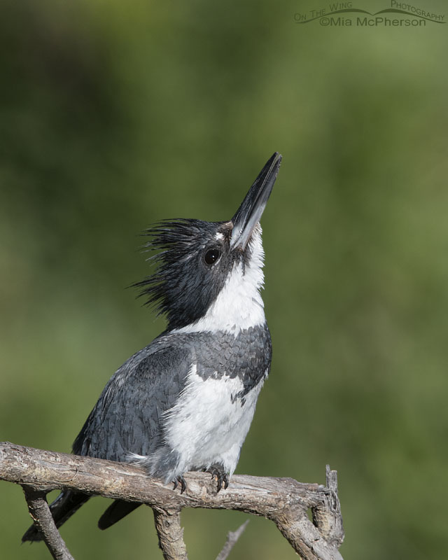 Adult Belted Kingfisher male looking at something in the sky, Wasatch Mountains, Summit County, Utah