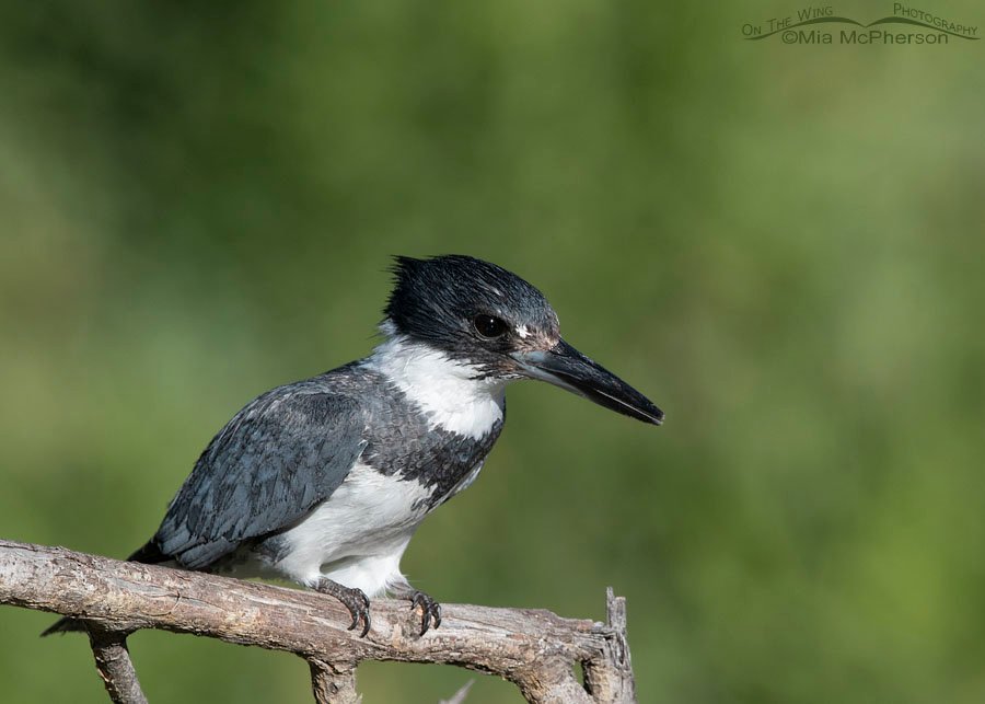 Male Belted Kingfisher with his feathers slicked down, Wasatch Mountains, Summit County, Utah
