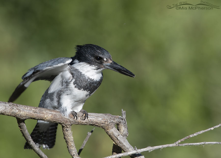 Adult male Belted Kingfisher in a defensive posture, Wasatch Mountains, Summit County, Utah