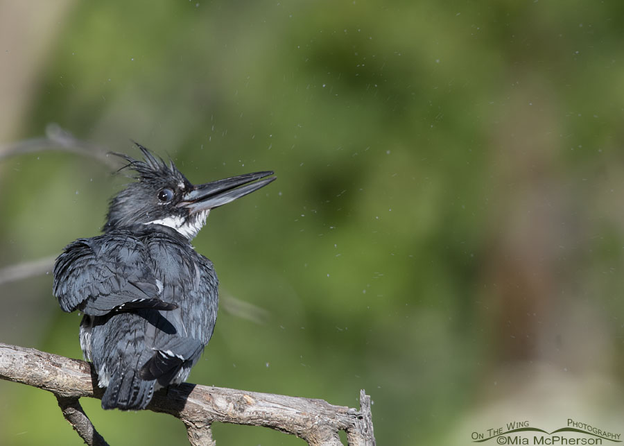 Goofy looking male Belted Kingfisher, Wasatch Mountains, Summit County, Utah