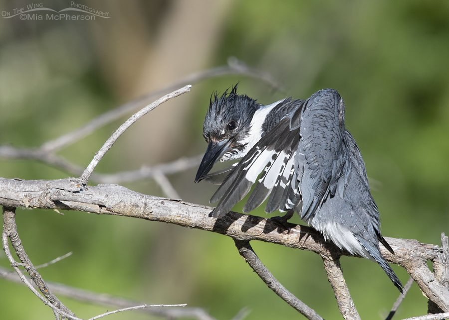 Male Belted Kingfisher preening a flight feather, Wasatch Mountains, Summit County, Utah
