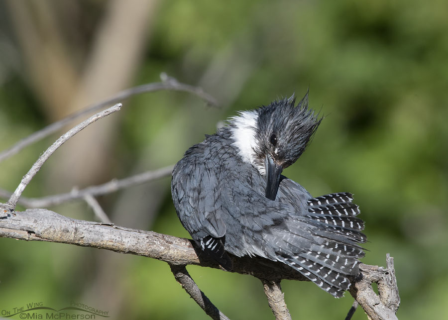Belted Kingfisher male preening his back feathers, Wasatch Mountains, Summit County, Utah