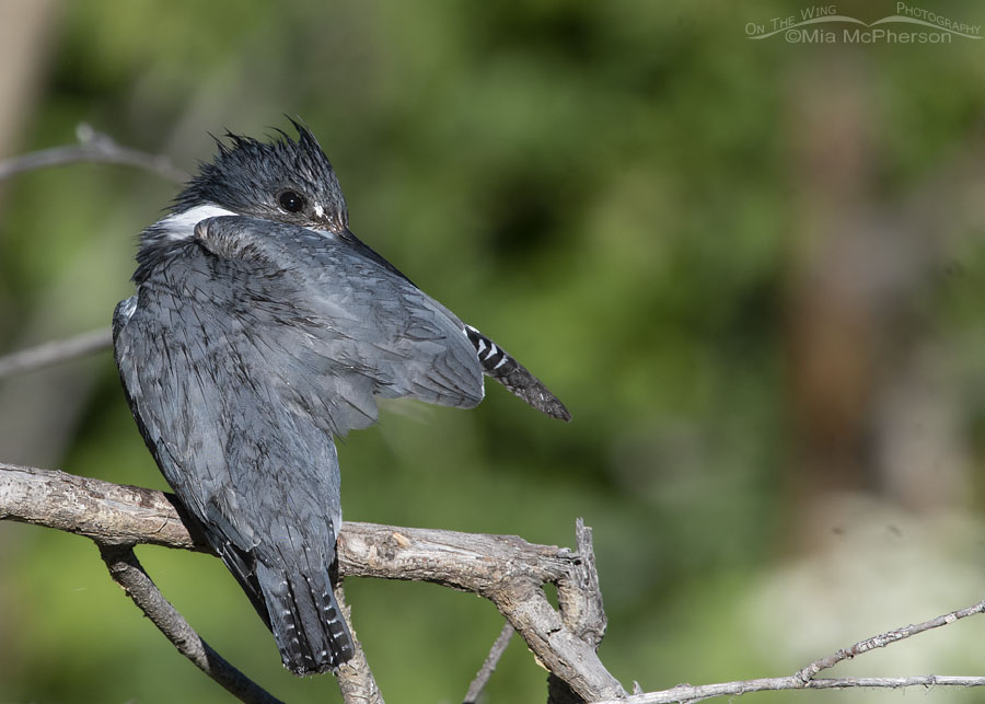 Preening adult male Belted Kingfisher in a high mountain canyon, Wasatch Mountains, Summit County, Utah