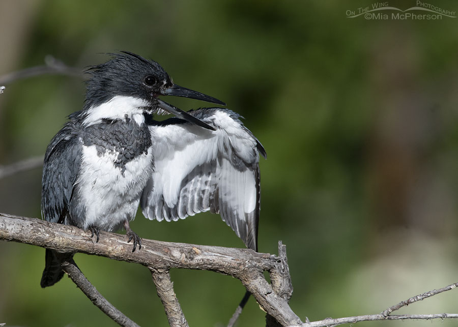 Male Belted Kingfisher preening his wing feathers, Wasatch Mountains, Summit County, Utah