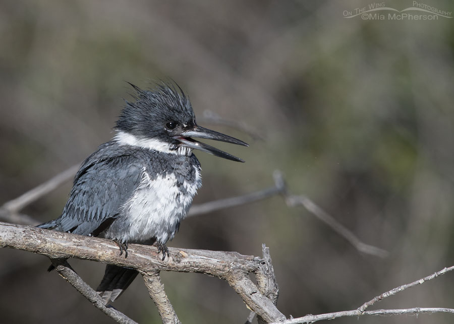 Male Belted Kingfisher calling while perched