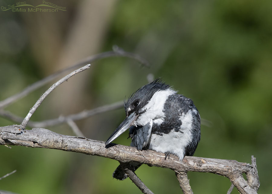 Belted Kingfisher male scratching his head, Wasatch Mountains, Summit County, Utah