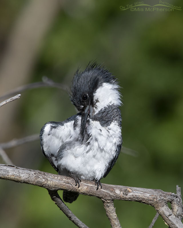 Belted Kingfisher male preening his chest feathers, Wasatch Mountains, Summit County, Utah