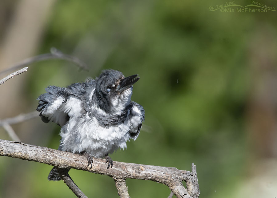 Belted Kingfisher male shaking his head feathers, Wasatch Mountains, Summit County, Utah