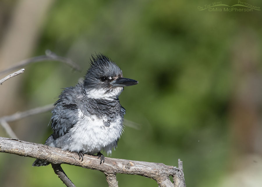 Male Belted Kingfisher after shaking his feathers, Wasatch Mountains, Summit County, Utah