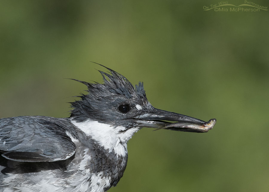 Male Belted Kingfisher close up with prey, Wasatch Mountains, Summit County, Utah