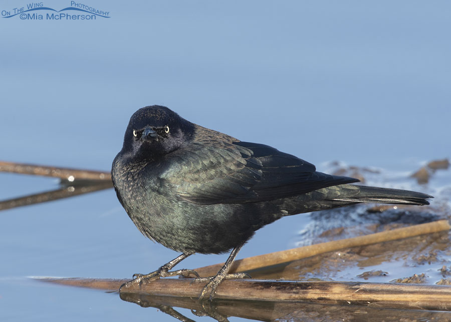 Nearly head on look from a male Brewer's Blackbird, Farmington Bay Waterfowl Management Area, Davis County, Utah