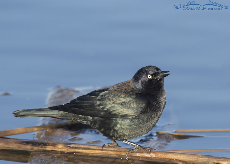Male Brewer's Blackbird and his iridescent feathers