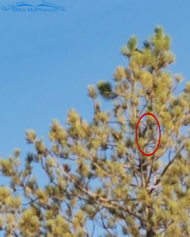 Immature Cooper's Hawk in a pine next to my grocery store parking lot, Salt Lake County, Utah