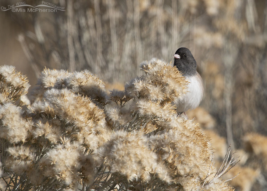 Dark-eyed Junco perched in a rabbitbrush, Stansbury Mountains, West Desert, Tooele County, Utah
