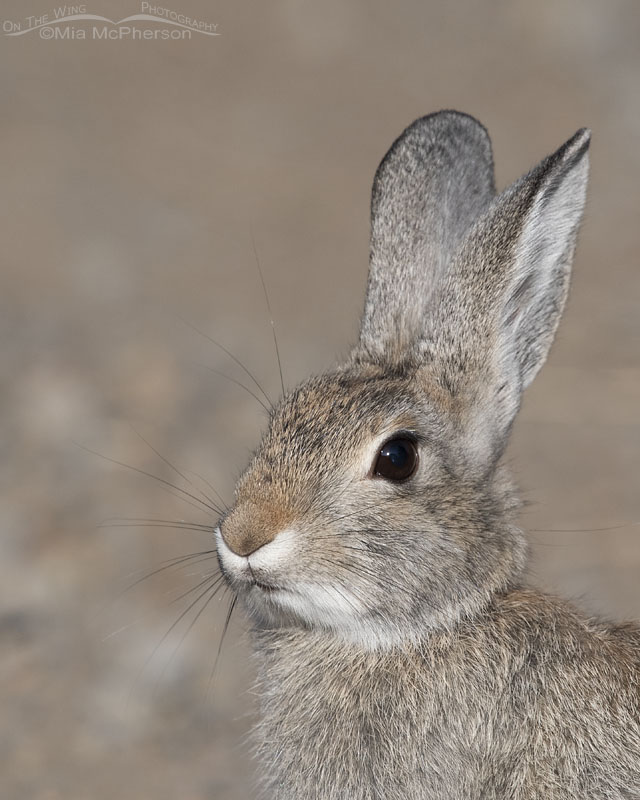 Desert Cottontail close up in the West Desert, Stansbury Mountains, Tooele County, Utah