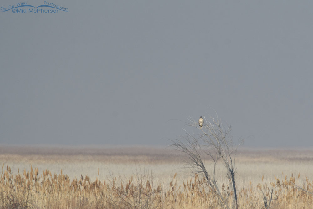 Red-tailed Hawk in the marsh during an inversion, Farmington Bay WMA, Davis County, Utah