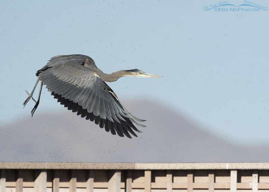 Immature Great Blue Heron in flight right after lift off - Showing the hand of man