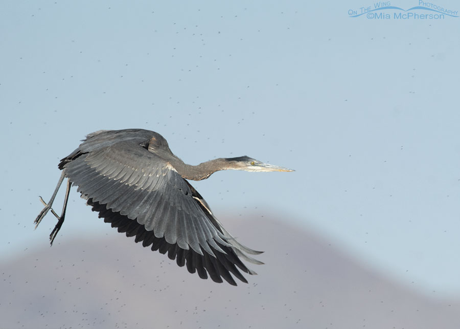 Immature Great Blue Heron in flight right after lift off, Bear River Migratory Bird Refuge, Box Elder County, Utah