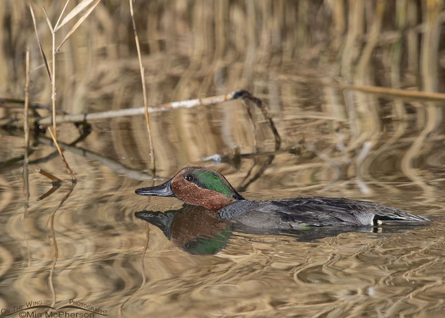 Drake Green-winged Teal paddling by, Bear River Migratory Bird Refuge, Box Elder County, Utah