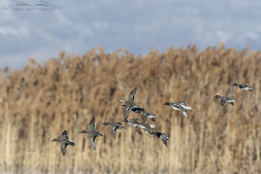Flock of Green-winged Teal in flight over a marsh, Bear River Migratory Bird Refuge, Box Elder County, Utah