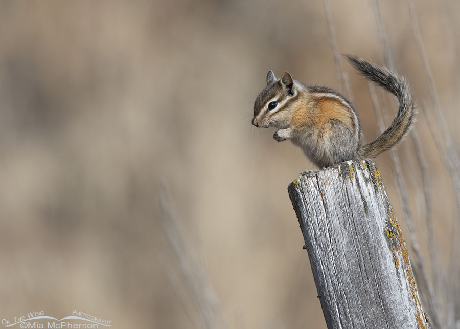 Least Chipmunk shaking its tail, East Canyon, Wasatch Mountains, Morgan County, Utah