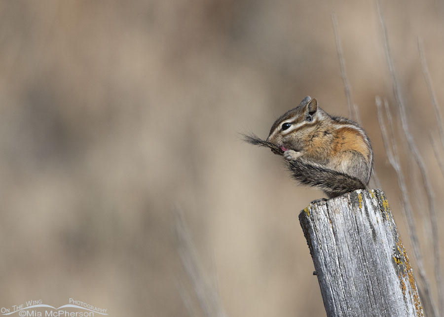 Least Chipmunk grooming its tail, East Canyon, Wasatch Mountains, Morgan County, Utah