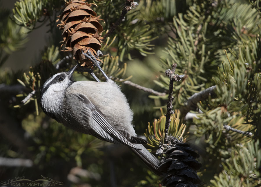 Mountain Chickadee grasping a fir cone with its feet, Stansbury Mountains, West Desert, Tooele County, Utah
