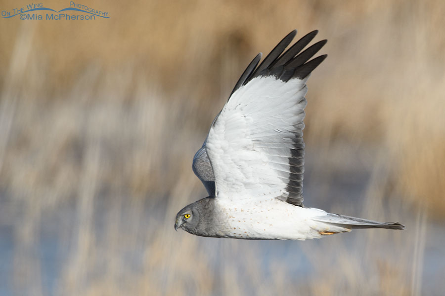 Adult male Northern Harrier side view on the wing, Farmington Bay WMA, Davis County, Utah