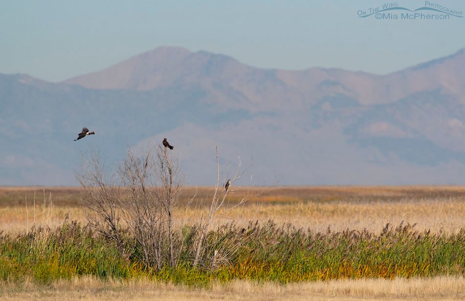Northern Harriers and a Cooper's Hawk on a September morning at Farmington Bay WMA, Davis County, Utah
