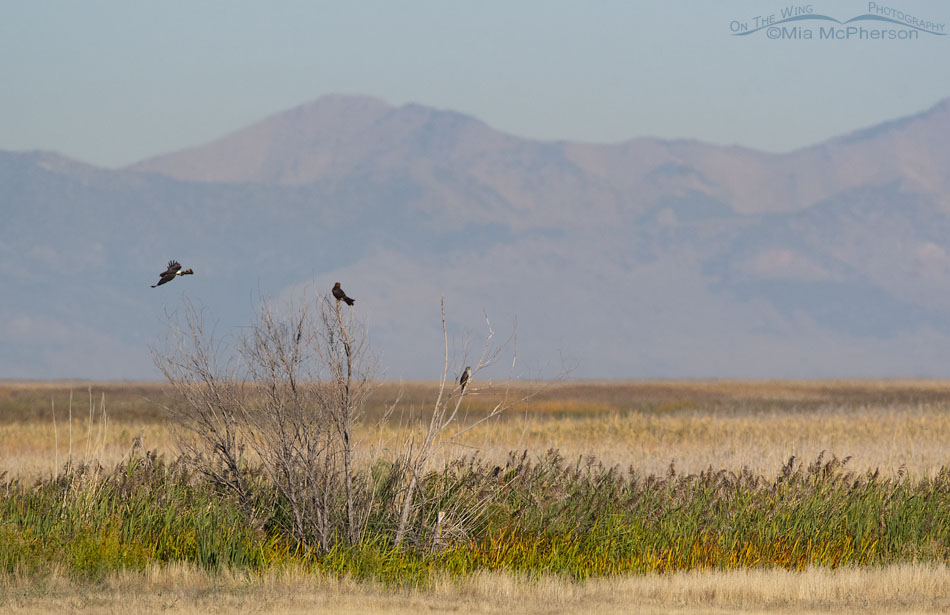 Northern Harriers and a Cooper's Hawk on a September morning at Farmington Bay WMA, Davis County, Utah
