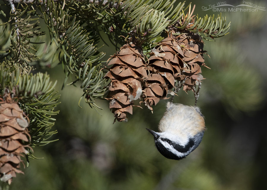Upside down Red-breasted Nuthatch clinging to a fir cone, Stansbury Mountains, West Desert, Tooele County, Utah