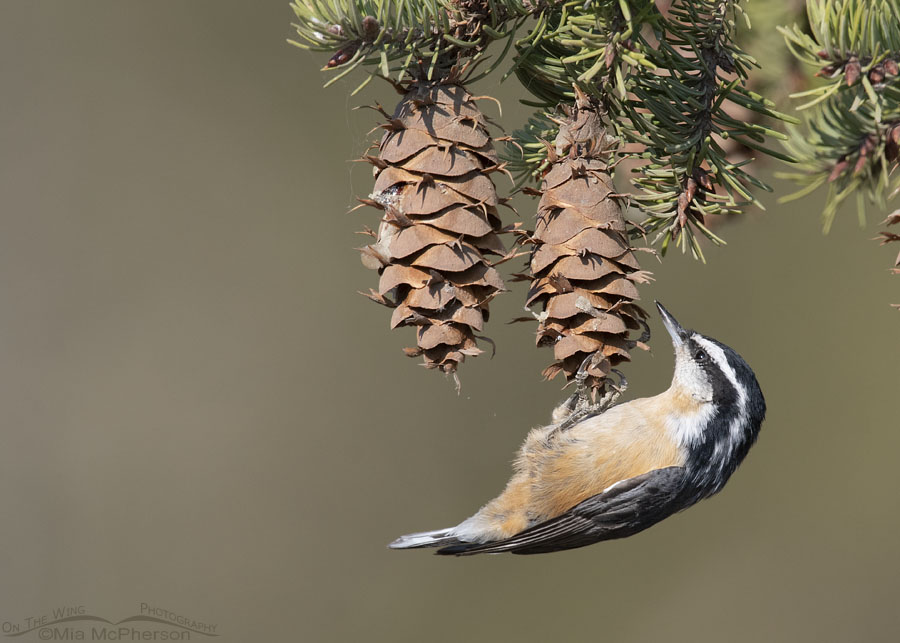 Red-breasted Nuthatch checking out a fir cone, Stansbury Mountains, West Desert, Tooele County, Utah