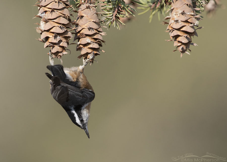 Red-breasted Nuthatch hanging upside down from two fir cones, Stansbury Mountains, West Desert, Tooele County, Utah
