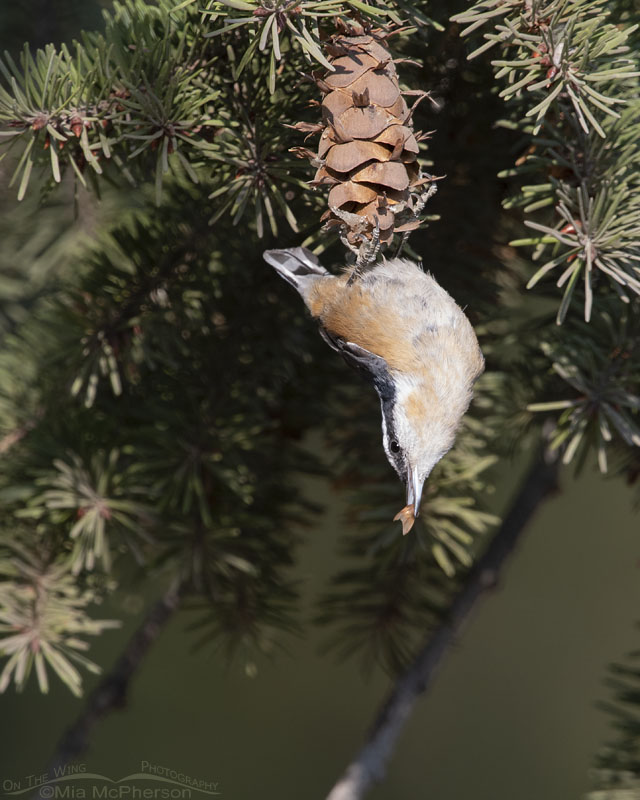 Red-breasted Nuthatch with a fir seed in its bill, Stansbury Mountains, West Desert, Tooele County, Utah