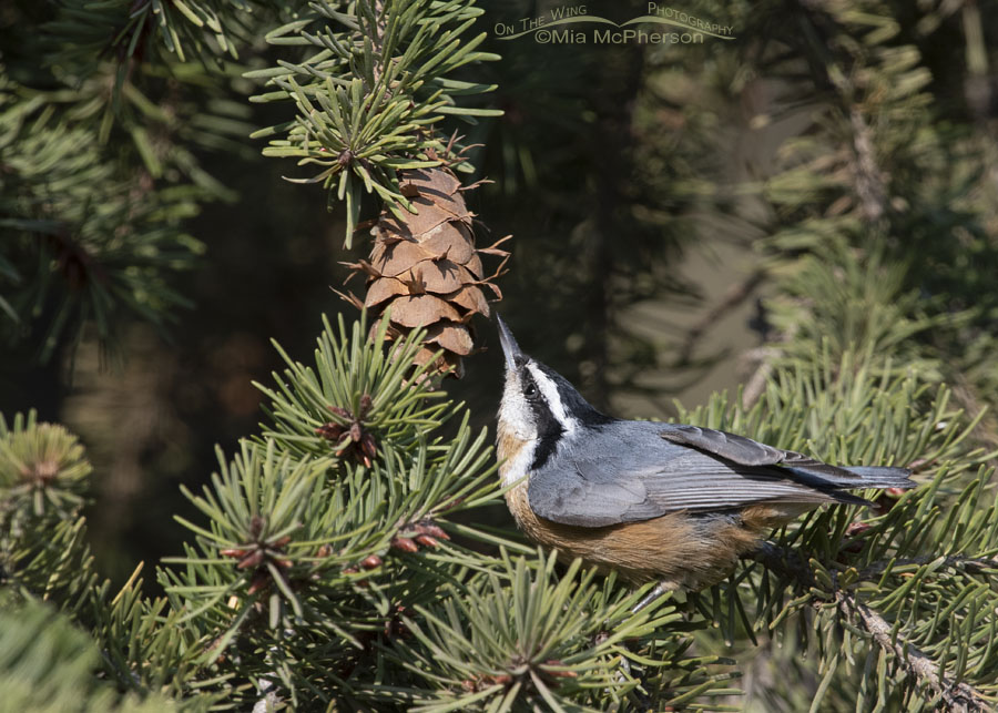 Red-breasted Nuthatch nestled in a Douglas Fir, Stansbury Mountains, West Desert, Tooele County, Utah