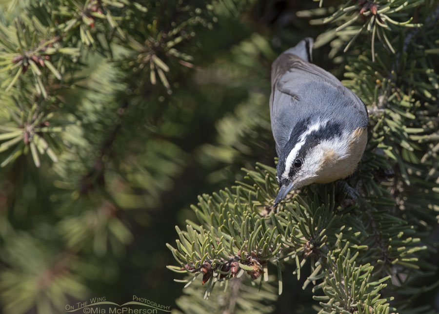 Red-breasted Nuthatch on a Douglas Fir bough, Stansbury Mountains, West Desert, Tooele County, Utah