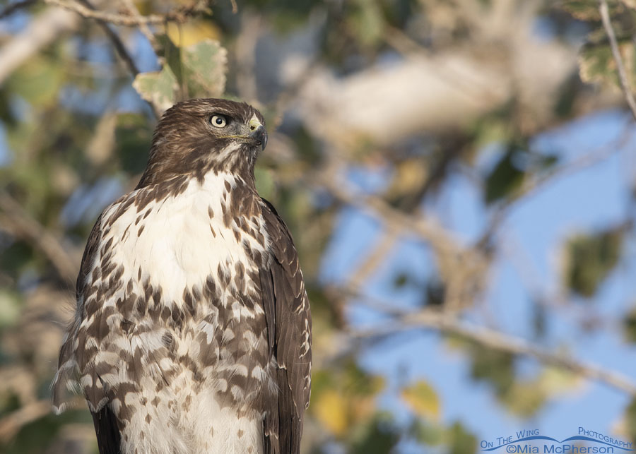 Portrait of a young Red-tailed Hawk resting in a tree, Farmington Bay WMA, Davis County, Utah