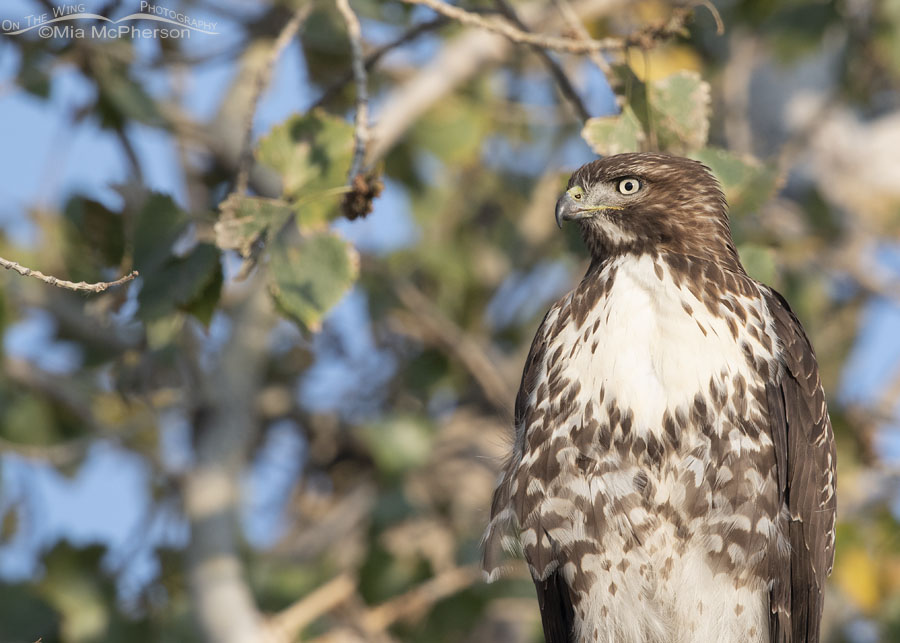 Close up of an immature Red-tailed Hawk resting in a tree, Farmington Bay WMA, Davis County, Utah
